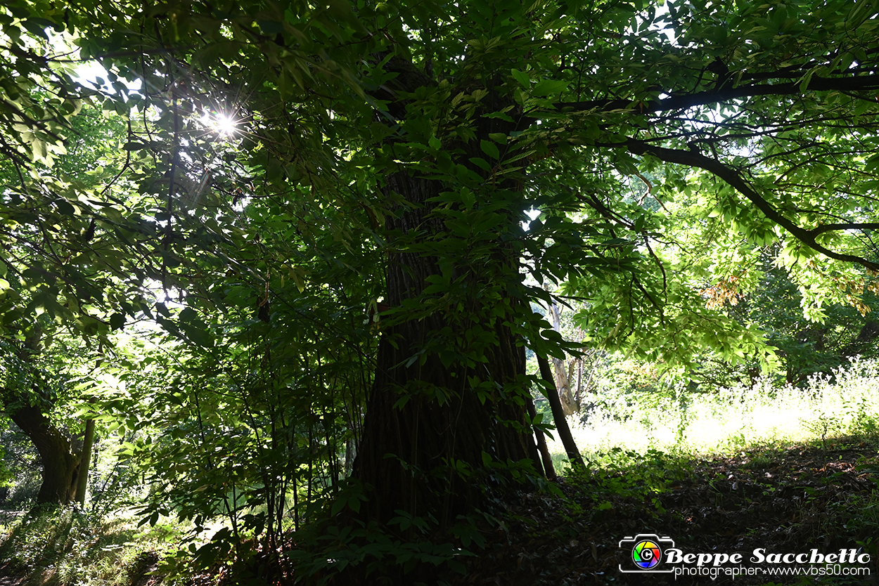 VBS_4777 - Il bosco fatato - Montaldo Roero.jpg